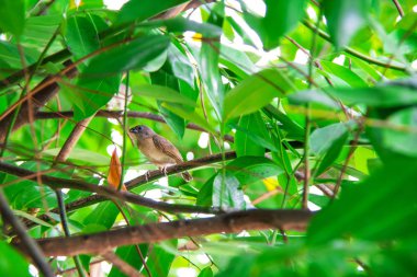 ağaç üzerinde yakalamak Kimsesiz Serçe kuş