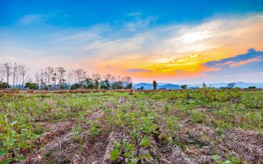 güzel gün batımı tarım kuru alan peyzaj hasat sezonu Tayland