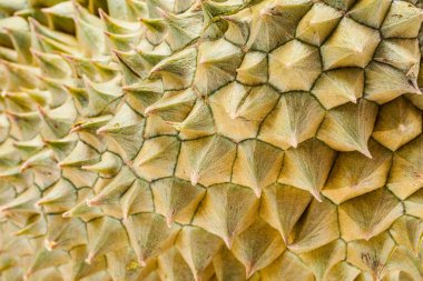 Thorn Durian Pzt tanga popüler Tay meyve