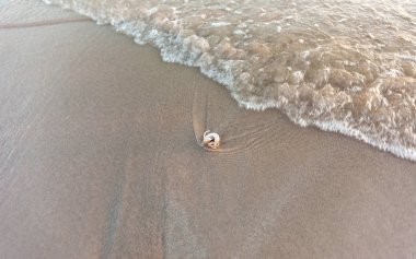 Pavurya güneş ışığı altında kum plaj