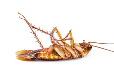 Hamamböceği beyaz arkaplanda izole edildi