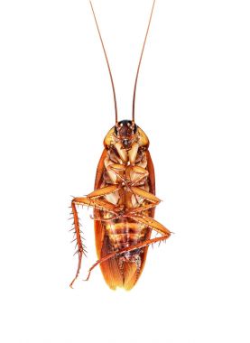 Hamamböceği beyaz arkaplanda izole edildi