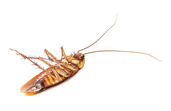 Cockroach isolated on white background — Stock Photo, Image