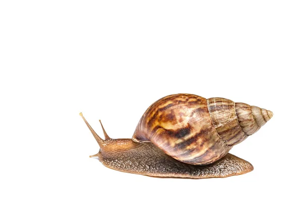 Snail isolated on white background — Stock Photo, Image