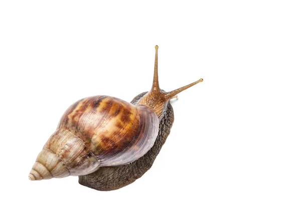 Caracol aislado sobre fondo blanco —  Fotos de Stock