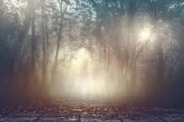 Calma nublado espeluznante maderas en otoño con un cálido fondo de iluminación —  Fotos de Stock