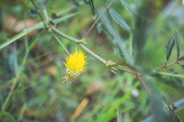 Neptunia gracilis veya Prairie çiçeğinin doğusu