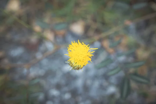 Neptunia gracilis o a est del fiore della prateria — Foto Stock