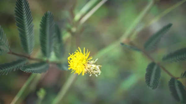 Neptunia gracilis ou a leste da flor da pradaria — Fotografia de Stock