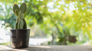Tahta masaya dekore edilmiş küçük plastik bir tencerede kaktüs ve bulanık doğa arka planı.