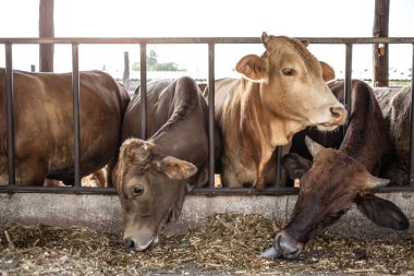 Çiftçi stoğundaki inekler yeşil otları beslemek için bekliyorlar.