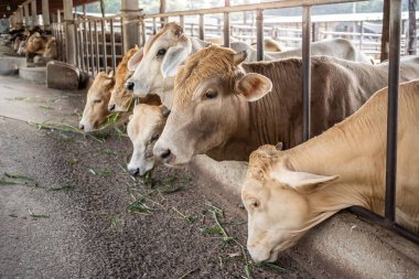 Çiftçi stoğundaki inekler yeşil otları beslemek için bekliyorlar.