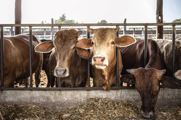 풀을 뜯고 있는 소들 — 스톡 사진