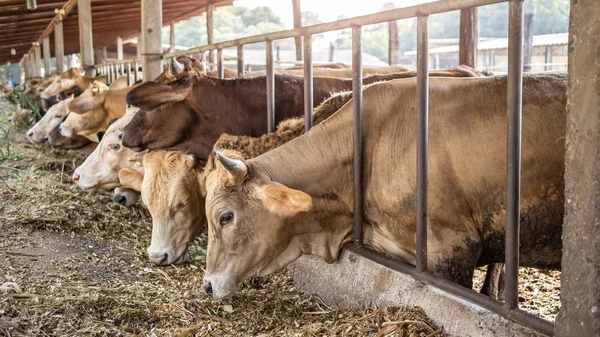 Las vacas de las poblaciones de agricultores que esperan la alimentación de pastos verdes —  Fotos de Stock