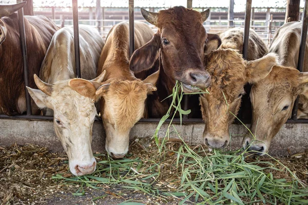 가축을 치고 있는 소들 이 풀을 뜯고 있다 — 스톡 사진