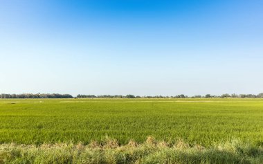 Parlak mavi gökyüzü ile yeşil pirinç tarlası