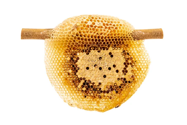 Honeycomb on dry branch isolated on white background — Stock Photo, Image