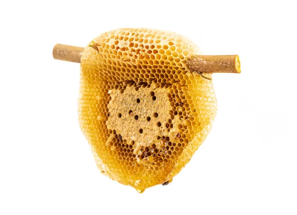 Honeycomb on dry branch isolated on white background — Stock Photo, Image