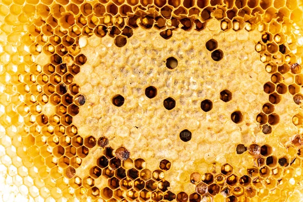 Textured detail of honeycomb or hive with macro closeup shot — Stock Photo, Image