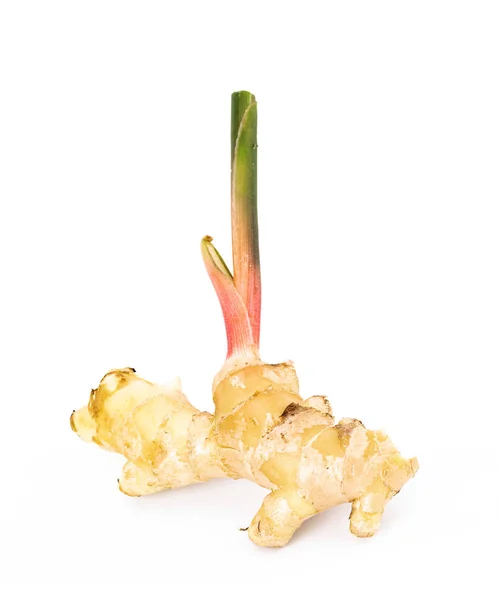 Fresh ginger root with stem isolated on white background — Stock Photo, Image