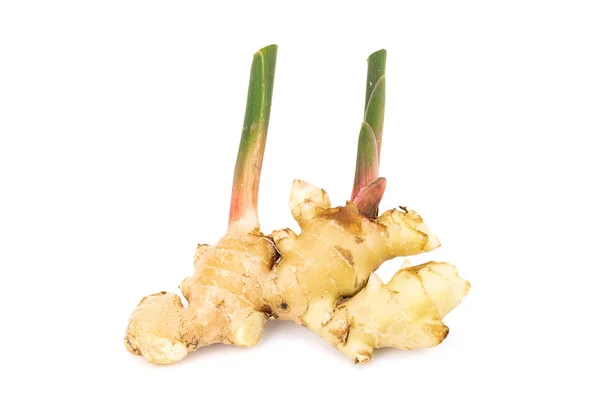 Fresh ginger root with stem isolated on white background — Stock Photo, Image