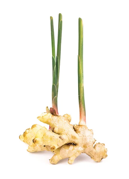 Fresh ginger root with stem isolated on white background — Stock Photo, Image