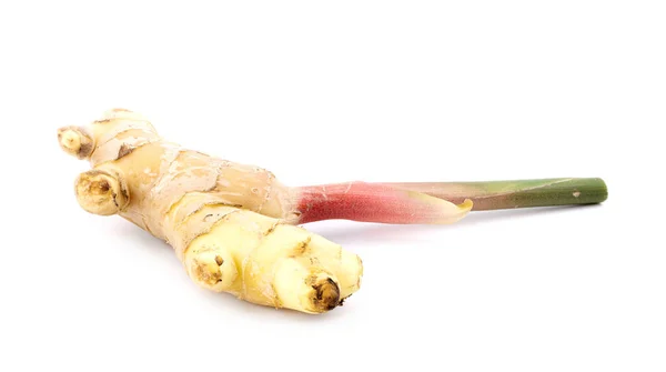 Fresh ginger root with stem isolated on white background — Stock Photo, Image