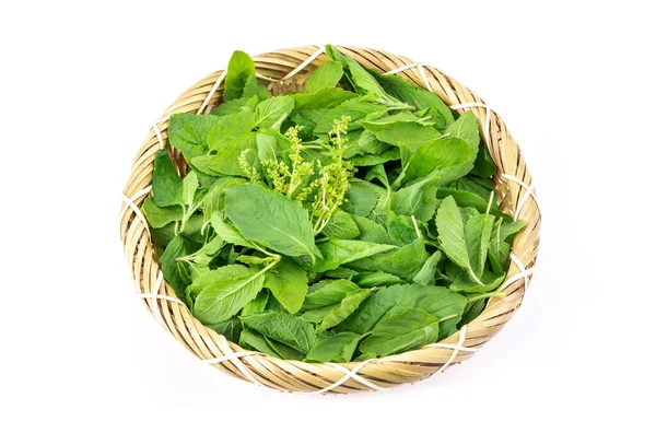 Varm Basilika Blad Medicament Ört Växt Och Favorit Ingrediens Thai — Stockfoto