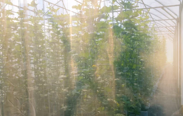 Зеленые Дыни Растут Оранжерее Естественным Солнечным Светом — стоковое фото