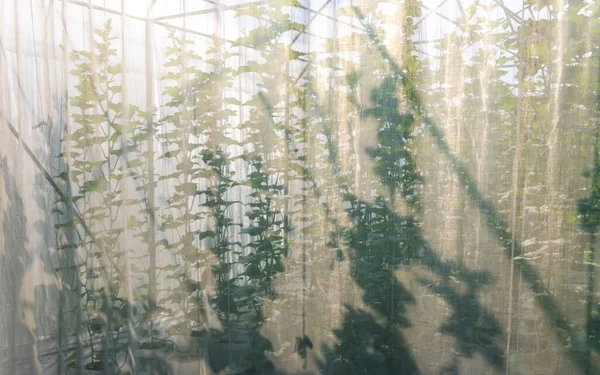 Πράσινα Πεπόνια Καλλιεργούμενα Θερμοκήπια Κουρτίνας Φυσικό Ηλιακό Φως — Φωτογραφία Αρχείου