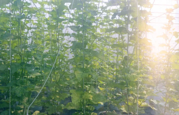 栽培されたカーテン温室で天日と緑のメロン — ストック写真