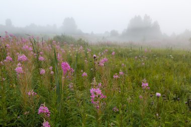 ormanda Rus doğa puslu sabah