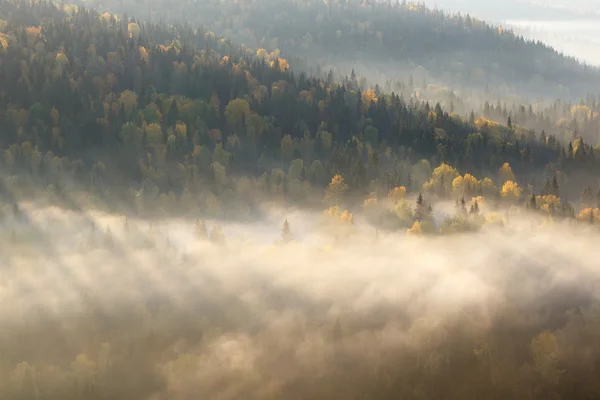 Erdő erdő köd, köd, Orosz természet — Stock Fotó