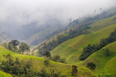 Orman Kolombiyalı Yeşil dağlar, Kolombiya, latin Amerika'da