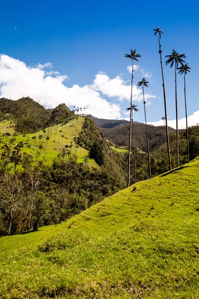 Selva verde nas montanhas, palmeiras no vale do cocora, colômbia — Fotografia de Stock