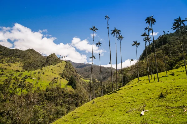 Yeşil dağlar, cocora Vadisi, Kolombiya palmiye ağaçlarında ormanda