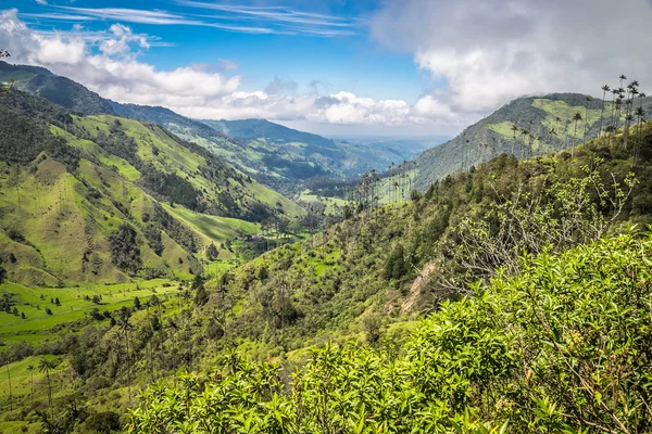 Πράσινη ζούγκλα στα βουνά, φοίνικες στην κοιλάδα cocora, Κολομβία — Φωτογραφία Αρχείου