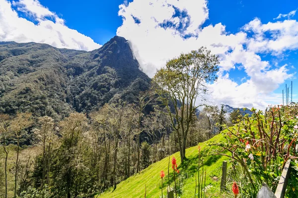 En la cima de la montaña, valle del cocora, colombia, montaña t —  Fotos de Stock