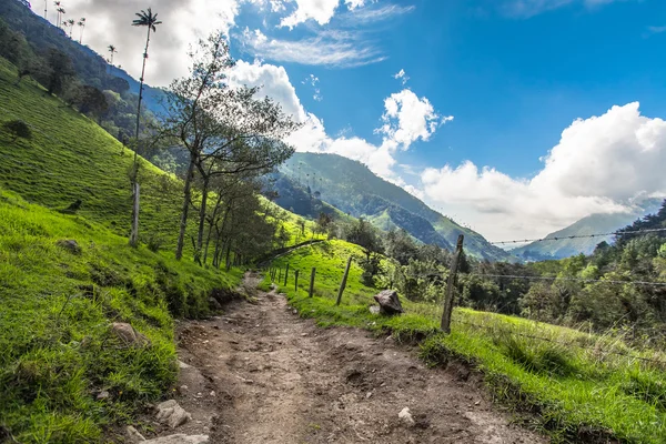 Πράσινη ζούγκλα στα βουνά, φοίνικες στην κοιλάδα cocora, Κολομβία — Φωτογραφία Αρχείου