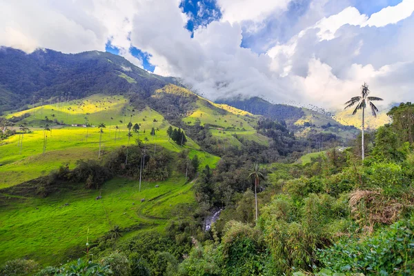 Zöld dzsungel, hegyek, pálmafák, cocora-völgy, Kolumbia — Stock Fotó