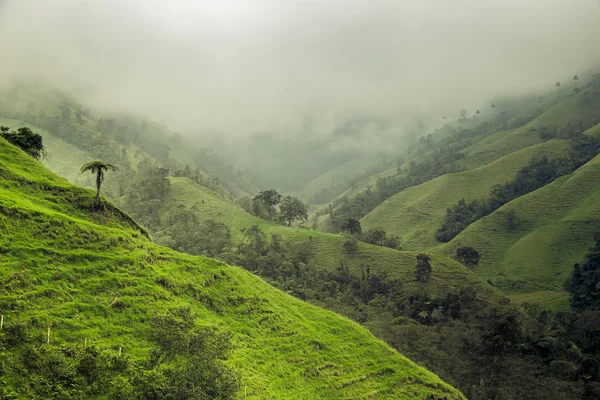 Green mountain colombian hotsell
