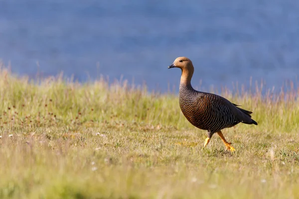 Oie patagonique, oiseaux, animaux, argentine, chili, Amérique du Sud, patagonie, Terre de Fuego, terre de feu — Photo