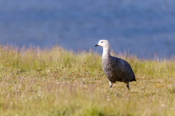 Oie patagonique, oiseaux, animaux, argentine, chili, Amérique du Sud, patagonie, Terre de Fuego, terre de feu — Photo