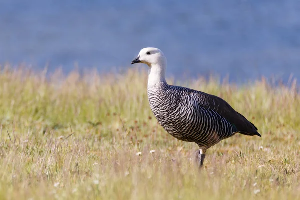 Oie patagonique, oiseaux, animaux, argentine, chili, Amérique du Sud, patagonie, Terre de Fuego, terre de feu — Photo