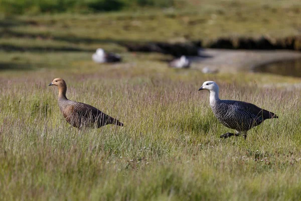 Oie patagonique, oiseaux, animaux, Amérique du Sud, patagonie, grande — Photo