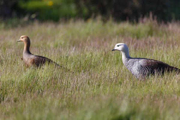 Patagonian goose, birds, animals, south filica, patagonia, arge — стоковое фото