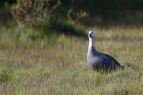 Patagonian goose, birds, animals, south filica, patagonia, arge — стоковое фото