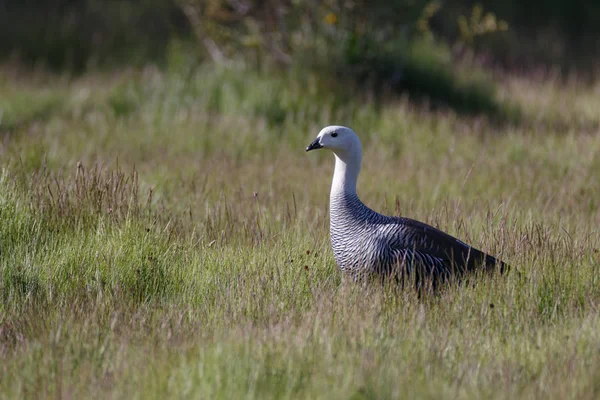 Patagonian goose, aves, animais, américa do sul, patagônia, arge — Fotografia de Stock