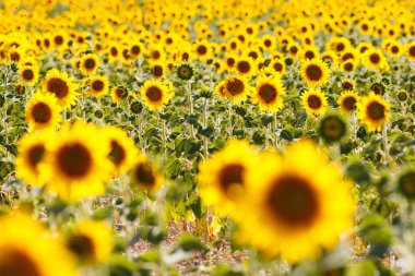 Ayçiçeği alanları provence