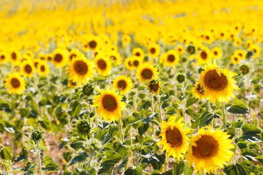 Ayçiçeği alanları provence